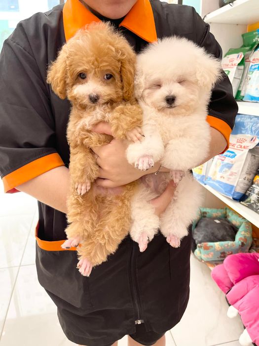 Khu vui chơi giải trí tại Homies Pet Care