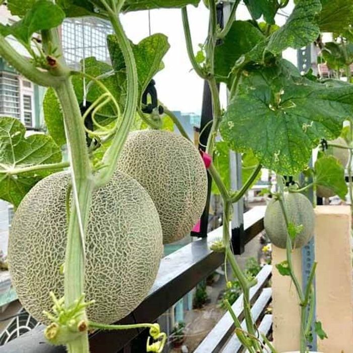 Quy trình kiểm định hạt giống tại Dũng Hà