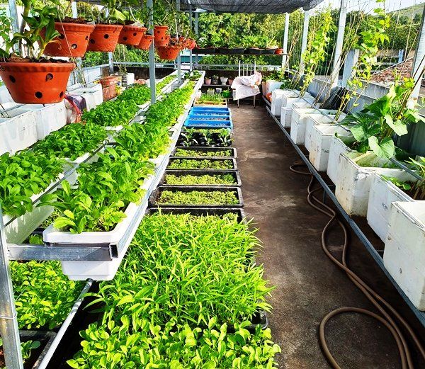 Quy trình kiểm định chất lượng hạt giống tại HatGiong247.vn
