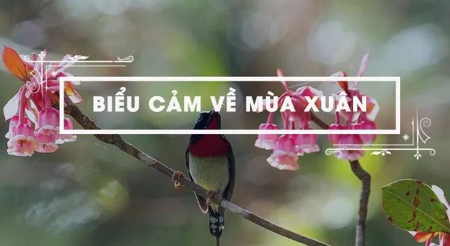 Ảnh minh họa: Sắc xuân rực rỡ (Nguồn internet)