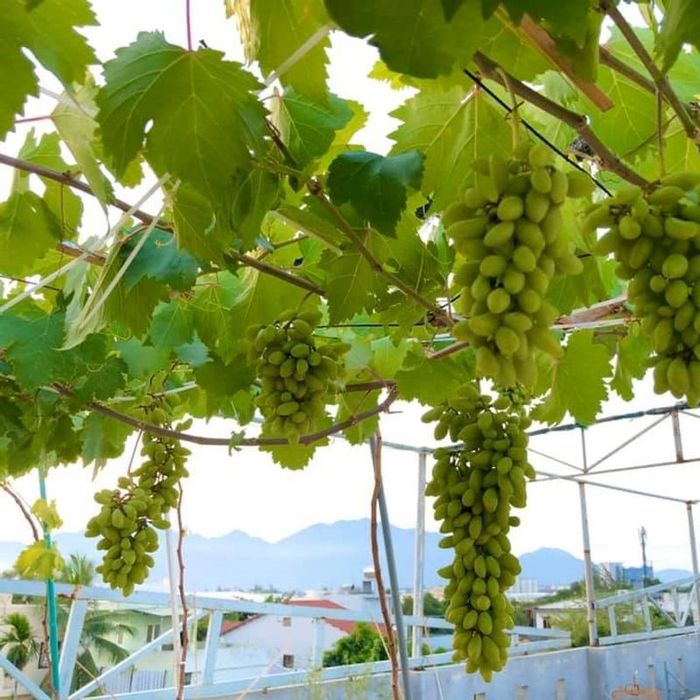 Không gian trưng bày hạt giống tại Dũng Hà