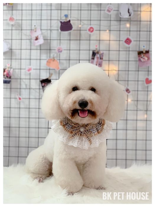 BK Pet House hình ảnh 3