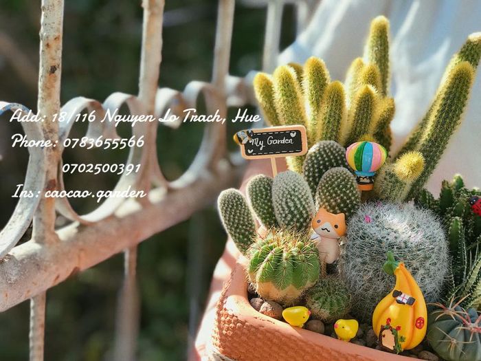 Thế giới sen đá thu nhỏ tại Cào Cào Garden - Ảnh 1