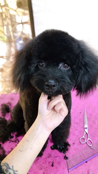 Zoom Pet Spa hình ảnh 2