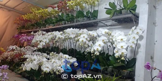 Địa chỉ vàng chuyên cung cấp hoa lan hồ điệp cao cấp tại trung tâm quận Hoàn Kiếm