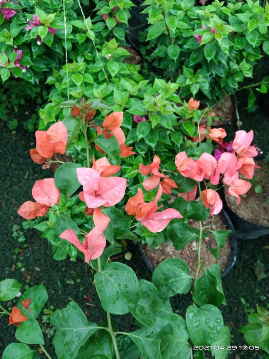 Vườn ươm xanh mát tại Thủy Dương Garden