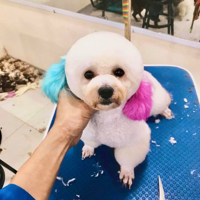 HIEU SPA - Mini Pet Mart & Pet Hotel hình ảnh 3