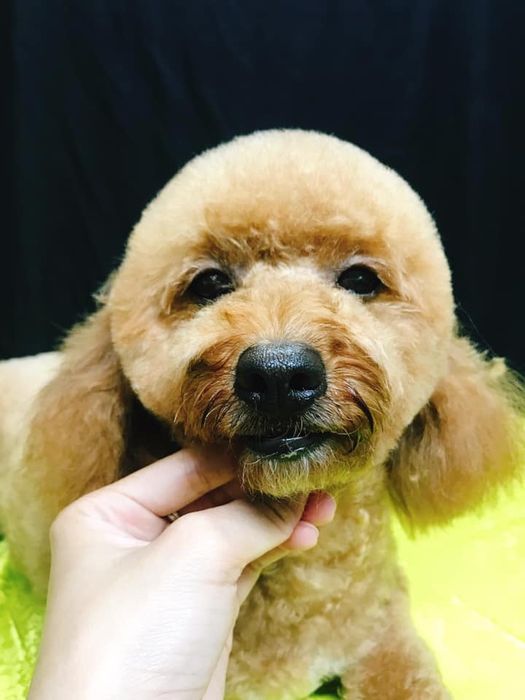 Bệnh viện thú y Win Pet Huế hình ảnh 2