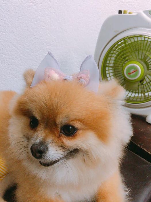 Nấm Spa & Petshop hình ảnh 1