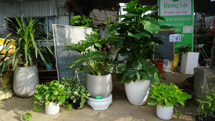 Vườn ươm xanh mướt tại Cây xanh Hương Lộc