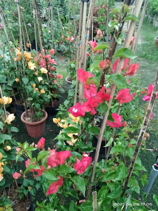 Hệ thống cây công trình đa dạng tại Thủy Dương Garden
