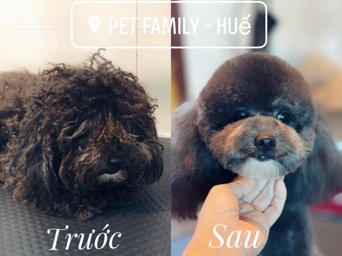 Pet Family Huế hình ảnh 2
