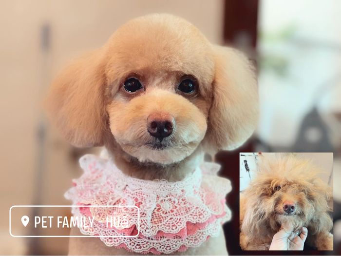 Pet Family Huế hình ảnh 1