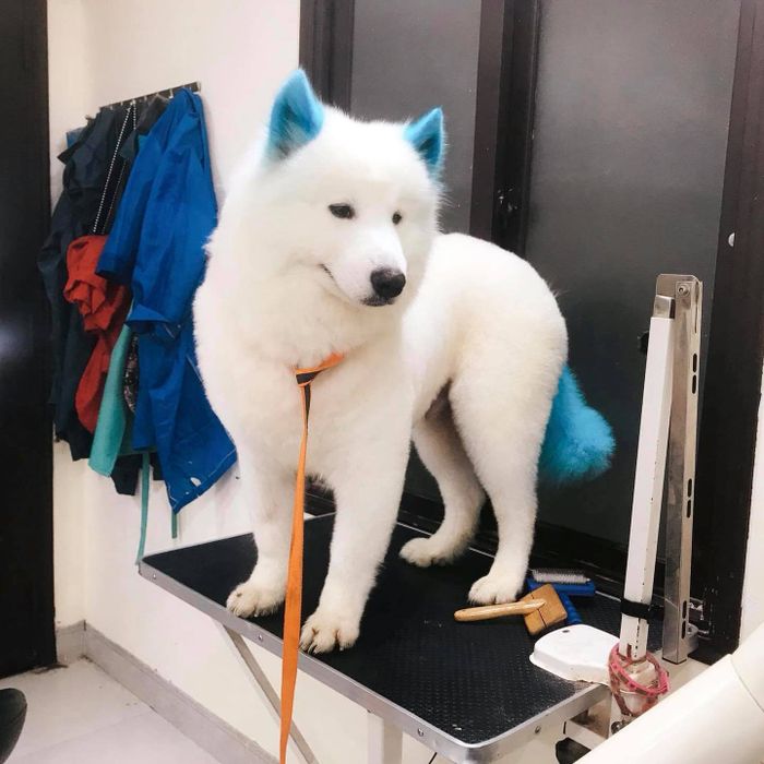 HIEU SPA - Mini Pet Mart & Pet Hotel hình ảnh 2