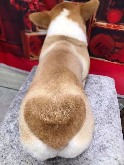 Zoom Pet Spa hình ảnh 1