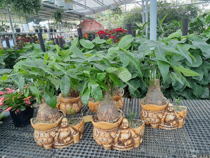Không gian xanh mát tại Cây Xanh Tiến Đạt - Huế