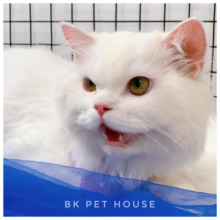 BK Pet House hình ảnh 1