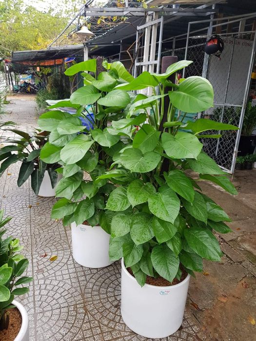 Vườn ươm rộng lớn tại Cây Xanh Thảo Nguyên - Ảnh 2