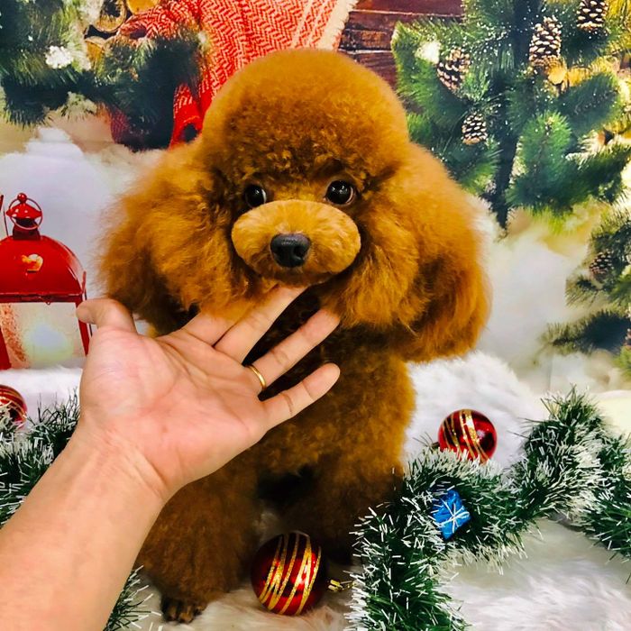 HIEU SPA - Mini Pet Mart & Pet Hotel hình ảnh 1
