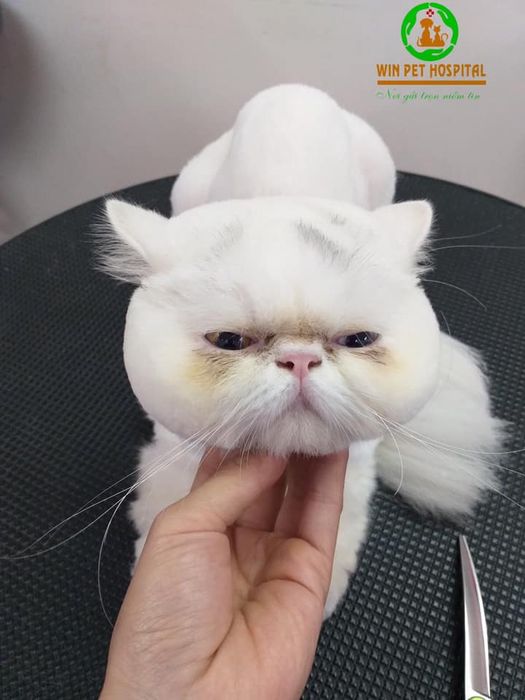 Bệnh viện thú y Win Pet Huế hình ảnh 3