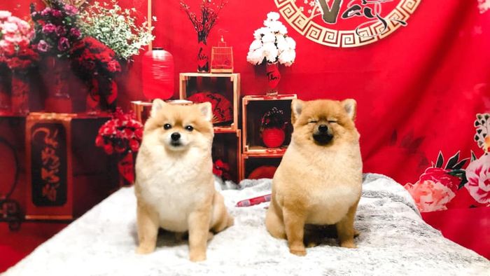 Zoom Pet Spa hình ảnh 3