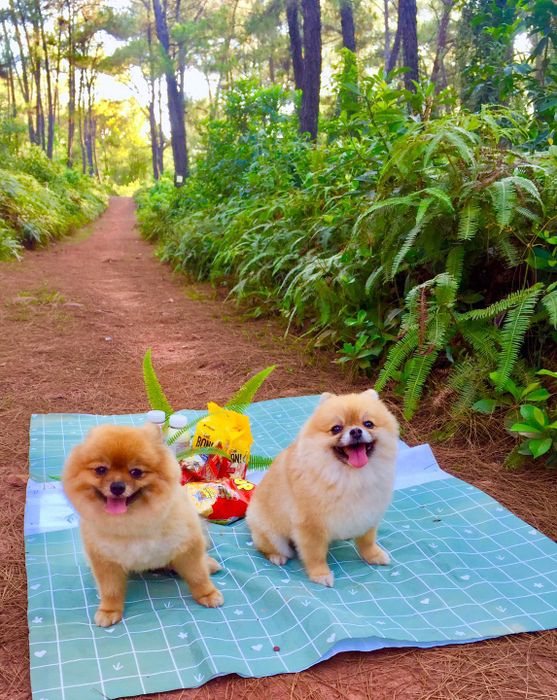Nấm Spa & Petshop hình ảnh 3