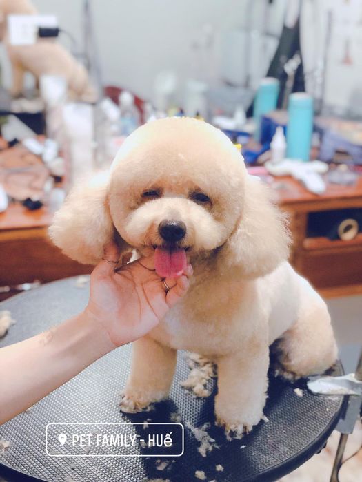 Pet Family Huế hình ảnh 3