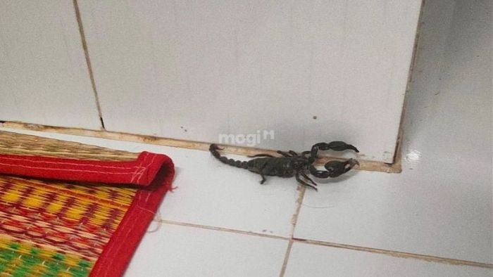 Giải mã điềm báo khi bò cạp đen xâm nhập phòng ngủ hoặc nơi thờ tự