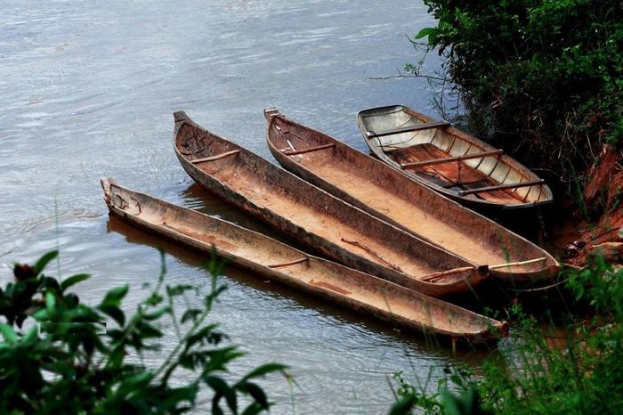 Hình ảnh tư liệu về xe trâu kéo - phương tiện vận tải cổ truyền (Nguồn: internet)
