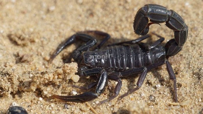 Những đặc tính nổi bật của bò cạp đen