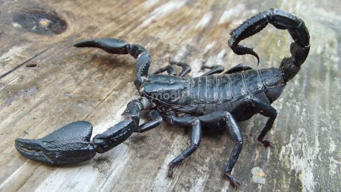 Phương pháp trấn an tinh thần khi gặp hiện tượng bò cạp đen vào nhà