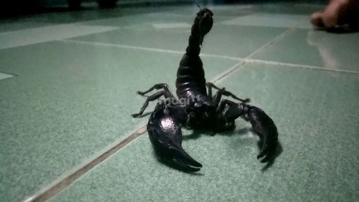 Giải mã điềm báo khi bò cạp đen vào nhà vào ban đêm
