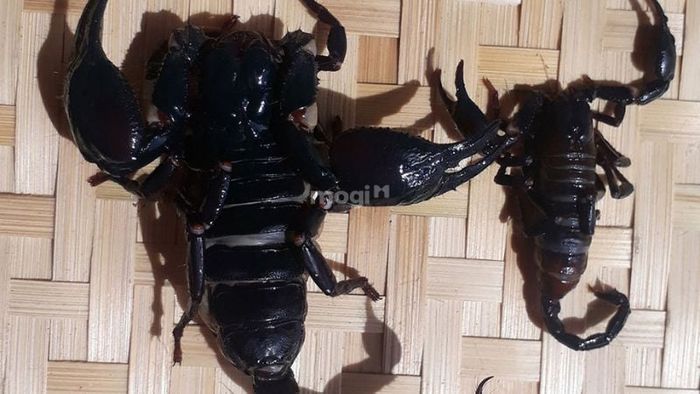 Giải mã điềm báo khi bò cạp đen vào nhà vào ban ngày