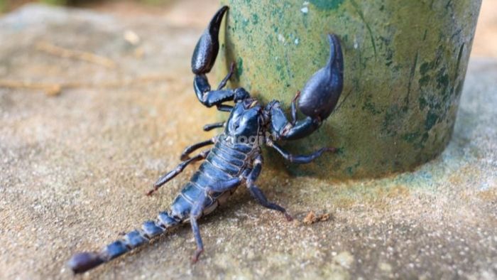 Hiện tượng bò cạp đen xâm nhập vào nhà báo hiệu điều gì?