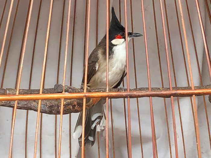 Bộ sưu tập chim độc đáo tại Chim Cảnh Sài Gòn