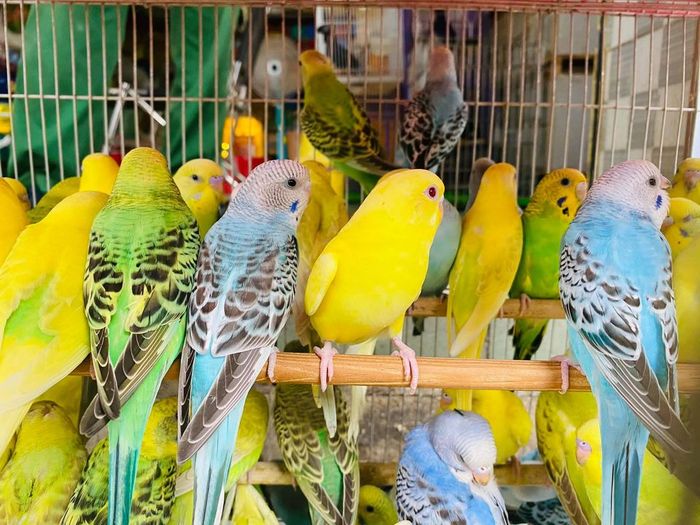 Bộ sưu tập chim độc đáo tại Phượng Sài Gòn
