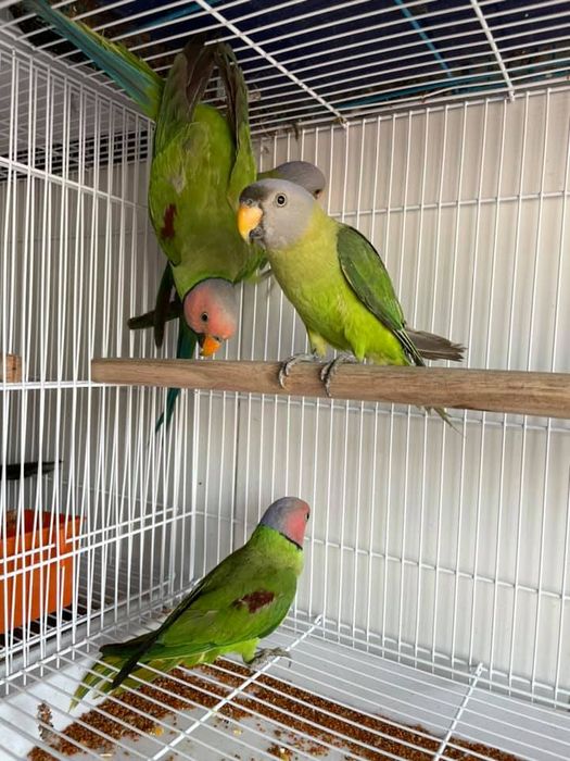 Bộ sưu tập chim ấn tượng tại Chín Đào