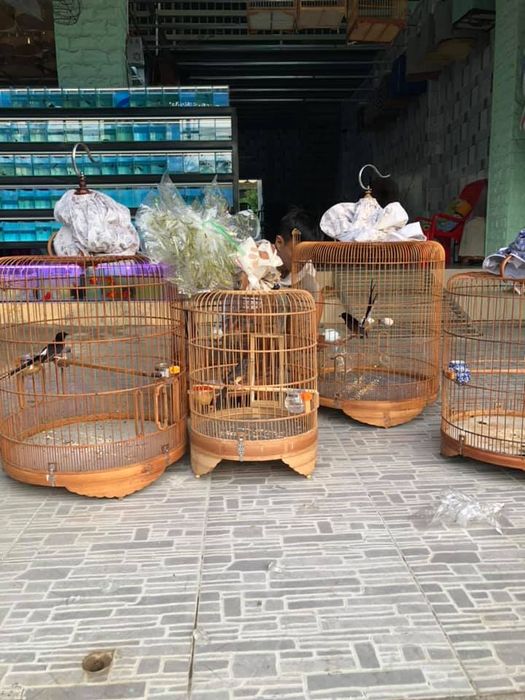 Bộ sưu tập chim độc đáo tại Tỷ Phú