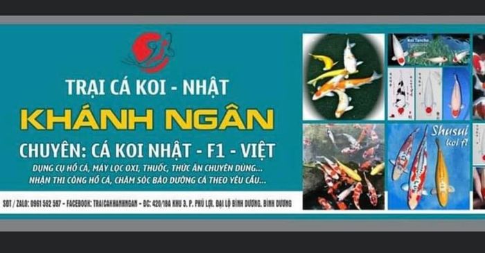 Hình ảnh công trình hồ Koi đẹp mắt tại Trại Cá Khánh Ngân