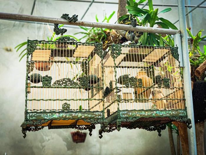 Bộ sưu tập Chào mào đẳng cấp tại Mộc Lan