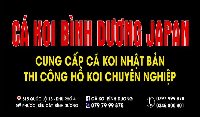 Hình ảnh hồ cá Koi Nhật Bản đẳng cấp tại Cá Koi Bình Dương Japan