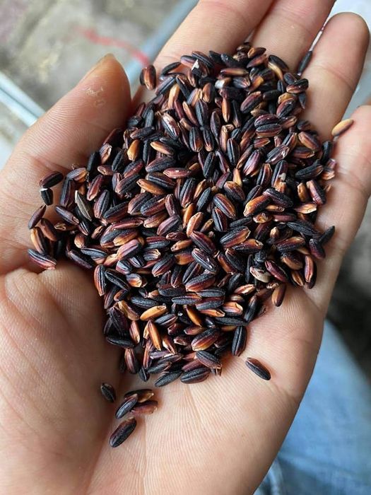 Gạo Việt Hương Chiến ảnh 1