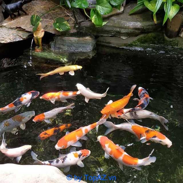 Các công ty thiết kế và thi công hồ cá koi tại Bình Dương