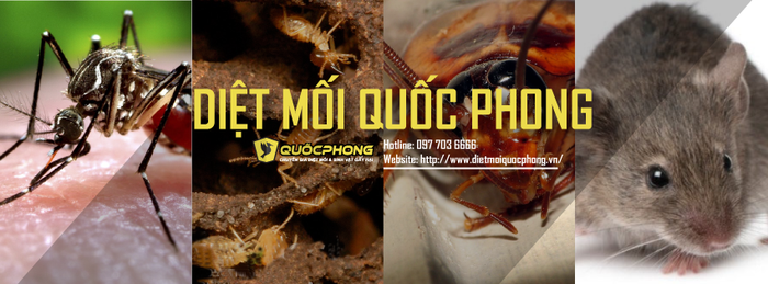 Diệt Mối Tận Gốc Quốc Phong ảnh 2