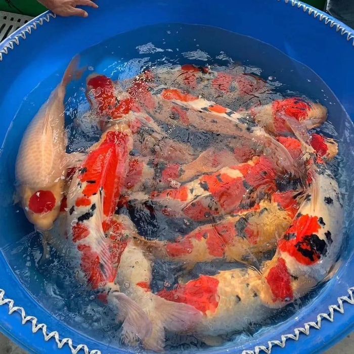 Nông trại cá koi Quân Lực ảnh 2