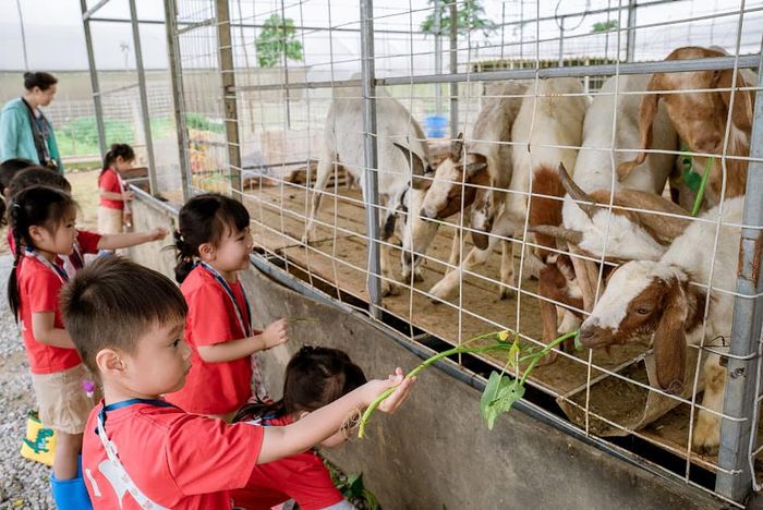 Trường Mầm non Vinschool Hải Phòng hình ảnh 2