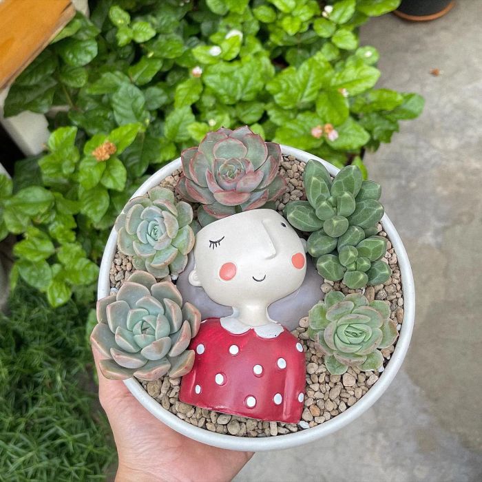 CUSHY Garden - hình ảnh 1