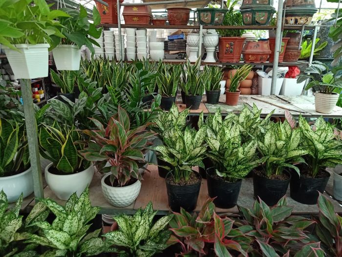 Thế Giới Cây Xanh Việt Nam (Green Life) - Hình ảnh 2