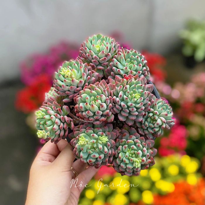 Mộc Garden - hình ảnh 2