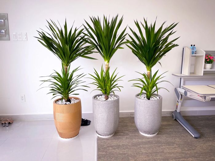 Cây Xanh Ngọc Lan - Hình ảnh 1